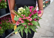 Een close-up van Celosia Kelos Lunar. Dit is een nieuwe celosia die daglengte neutraal en vroegbloeiend is met aan elke scheut een bloem. De Lunar is in drie kleuren geïntroduceerd: roze, geel en magenta. Ook op de foto zijn alle 3 de kleuren in 1 pot gepresenteerd.